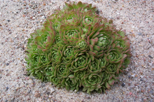 rosularia platyphylla